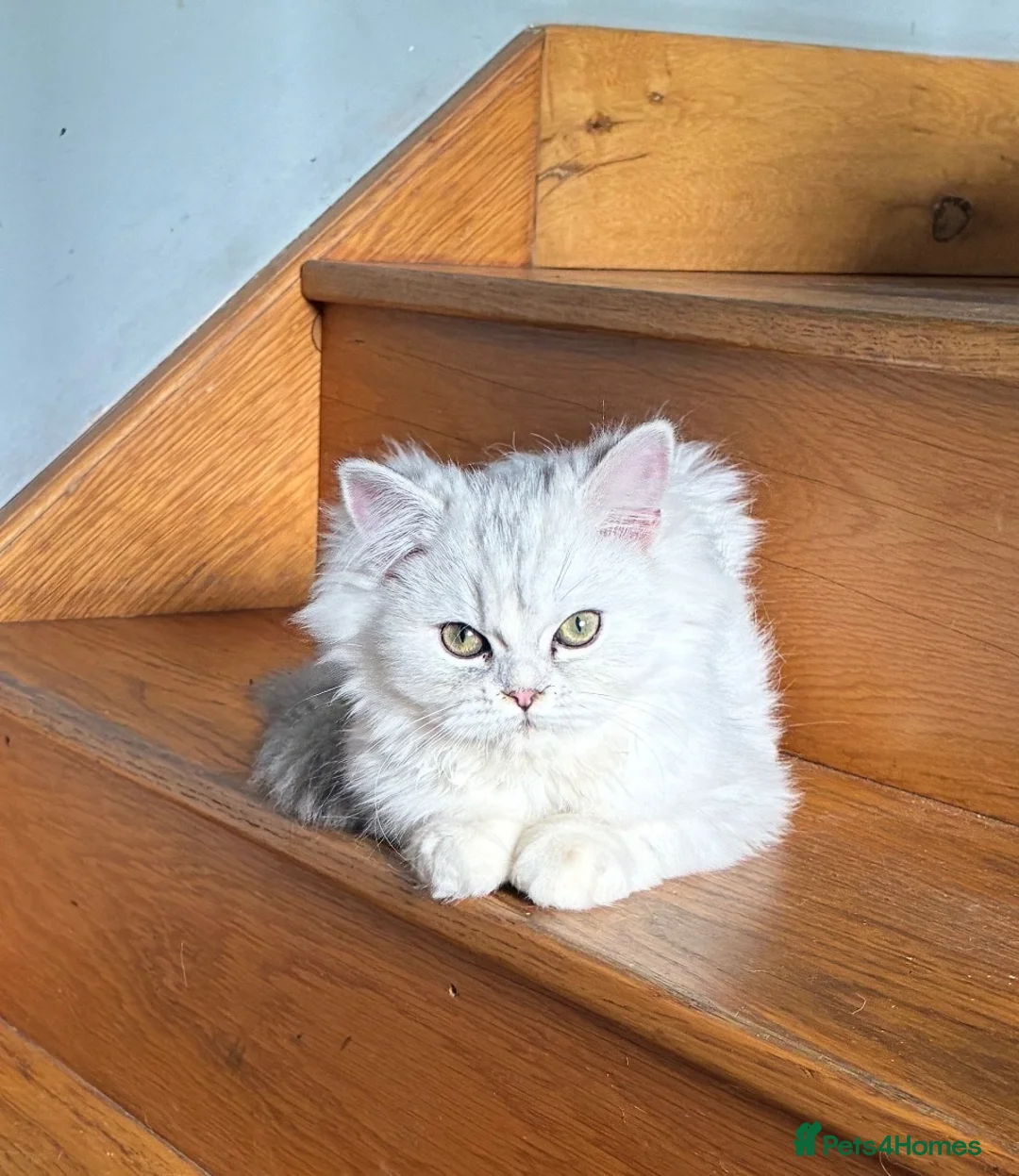 Persian cats for sale: Two Persian chinchillas pedigree - Advert 2
