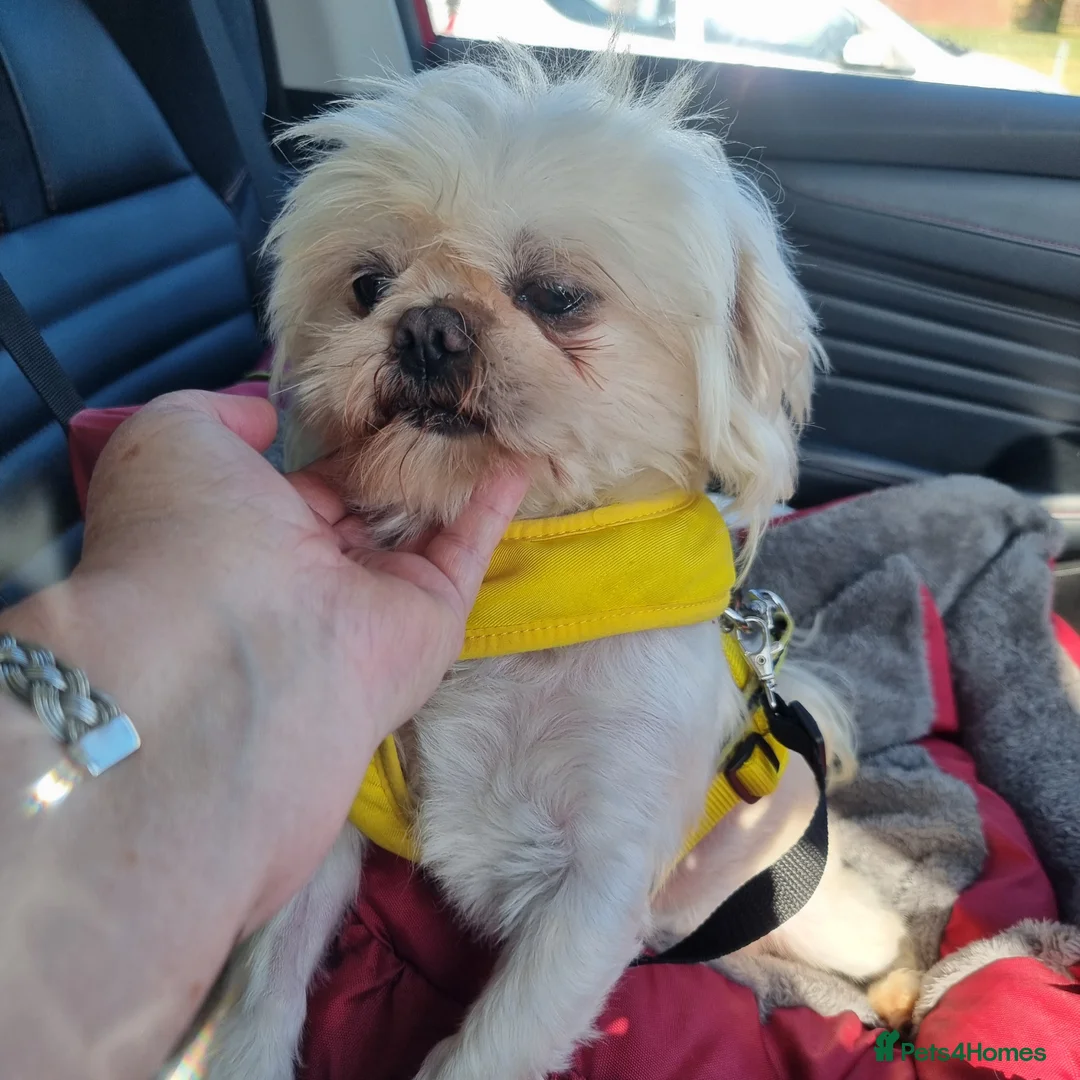 Shih Tzu dogs for sale: Stunning retire imperial cream/white boy - Advert 14