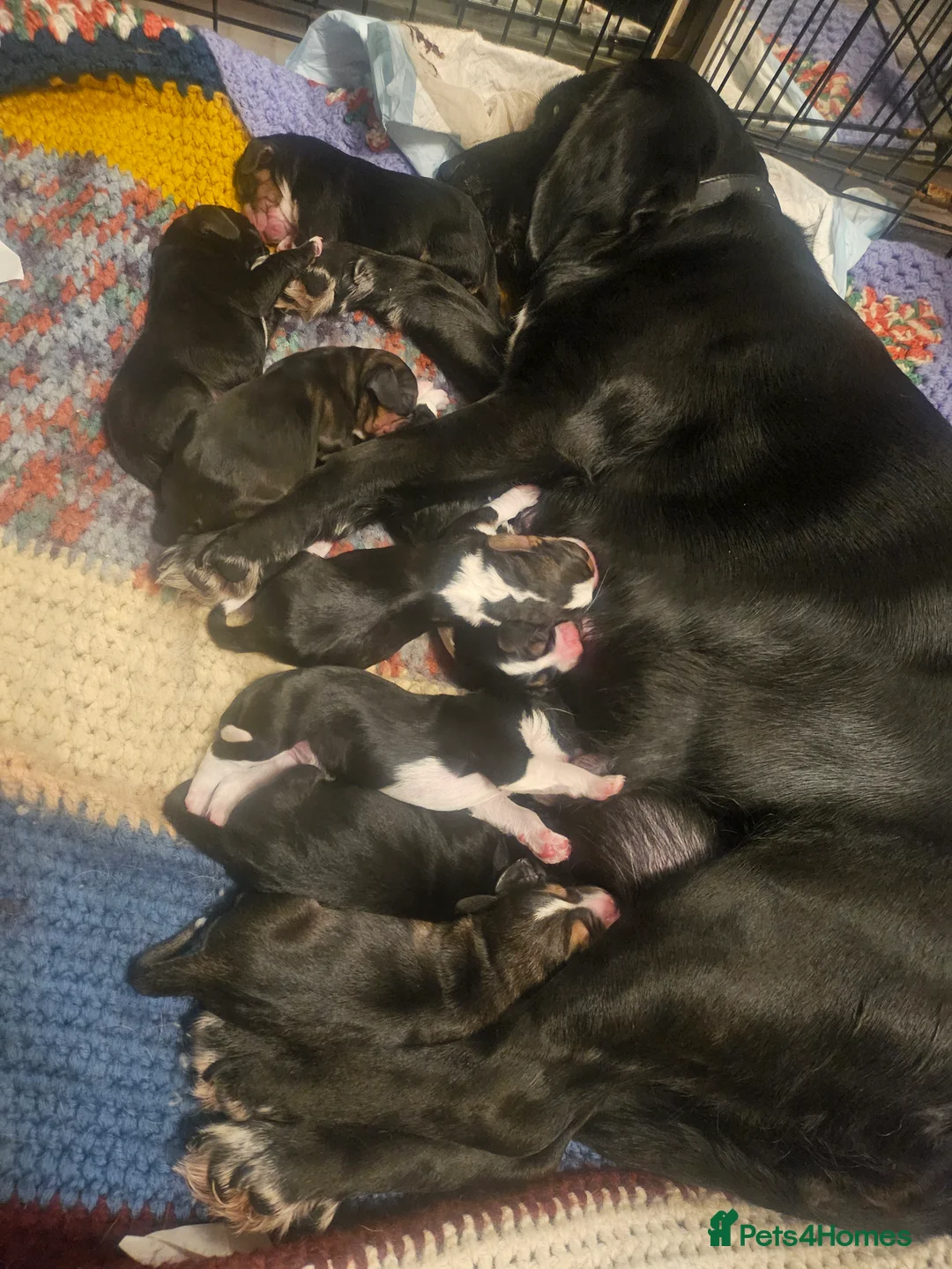 Bocker dogs for sale: Beagle cross with cooker spaniel  - Advert 11