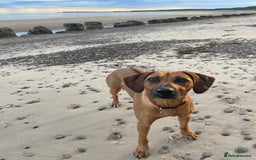 Rhodesian Ridgeback dogs for sale: Outstanding Rhodesian Ridgeback Puppies 🦁 - Image 18