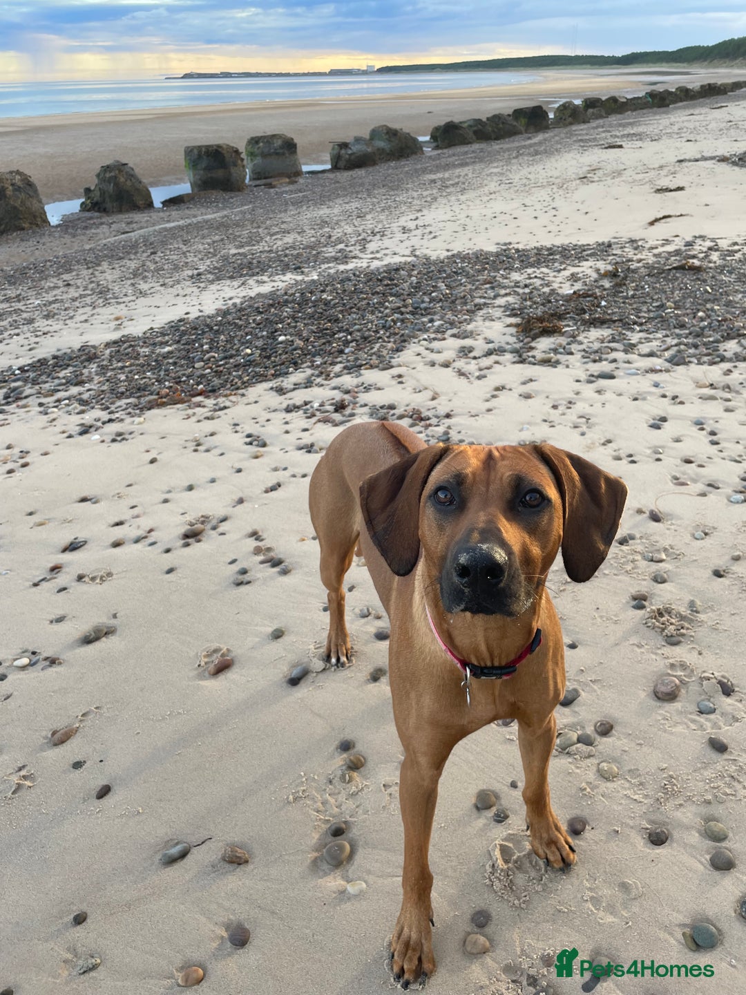 Rhodesian Ridgeback dogs for sale: Outstanding Rhodesian Ridgeback Puppies 🦁 - Image 18