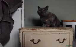 British Shorthair cats for sale: Beautiful British Shorthair  - Image 8