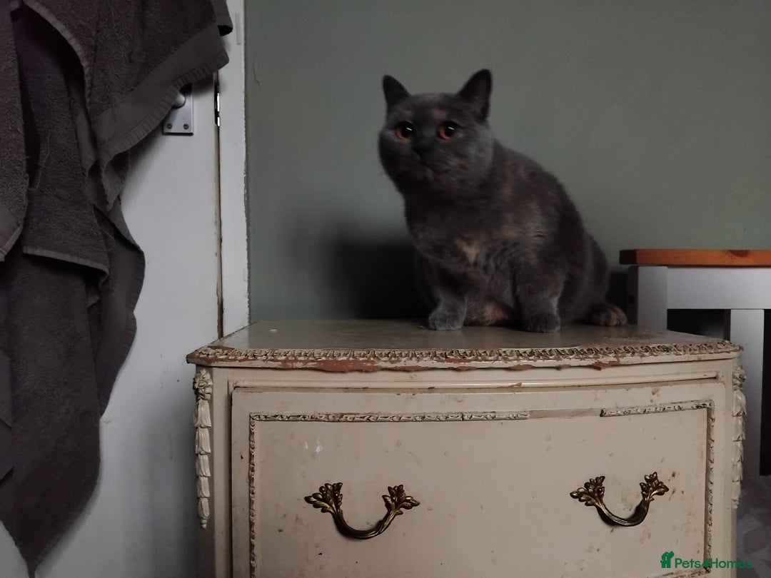 British Shorthair cats for sale: Beautiful British Shorthair  - Image 8