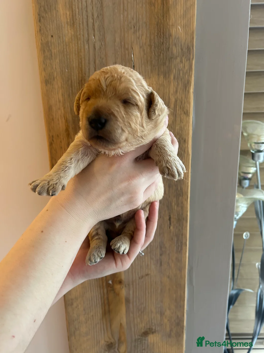Labradoodle dogs for sale: F1 labradoodle pups by health tested parents - Advert 24