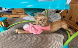 Sprocker dogs for sale: Sprocker spaniel 5 months old  - Image 5
