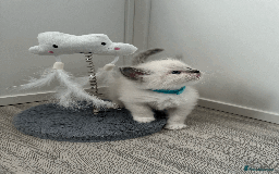 Ragdoll cats for sale: Championship 5 Generation Pedigree GCCF Ragdolls - Image 2