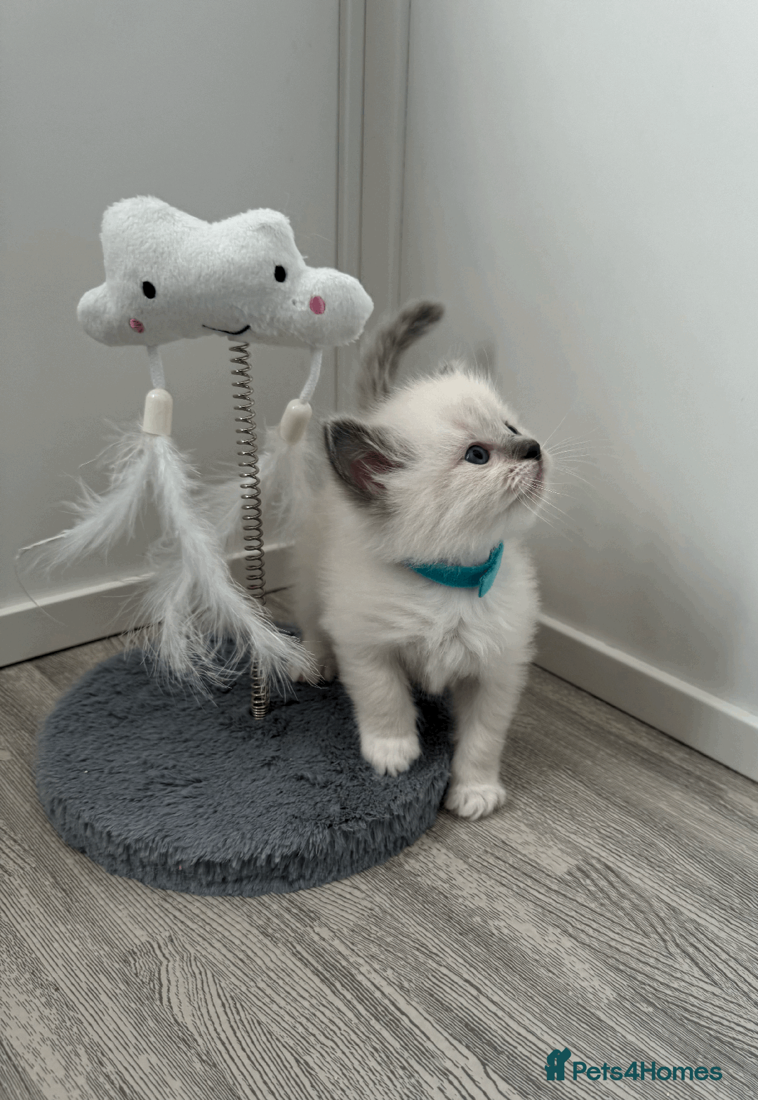 Ragdoll cats for sale: Championship 5 Generation Pedigree GCCF Ragdolls - Image 2
