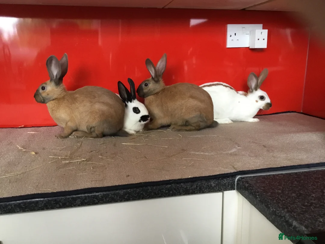 English Spot rabbits for sale: English Rabbits for sale  - Advert 1