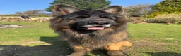 German Shepherd dogs for stud: ⭐️ Health tested, Proven, KC reg GSD ⭐️  - Advert 2