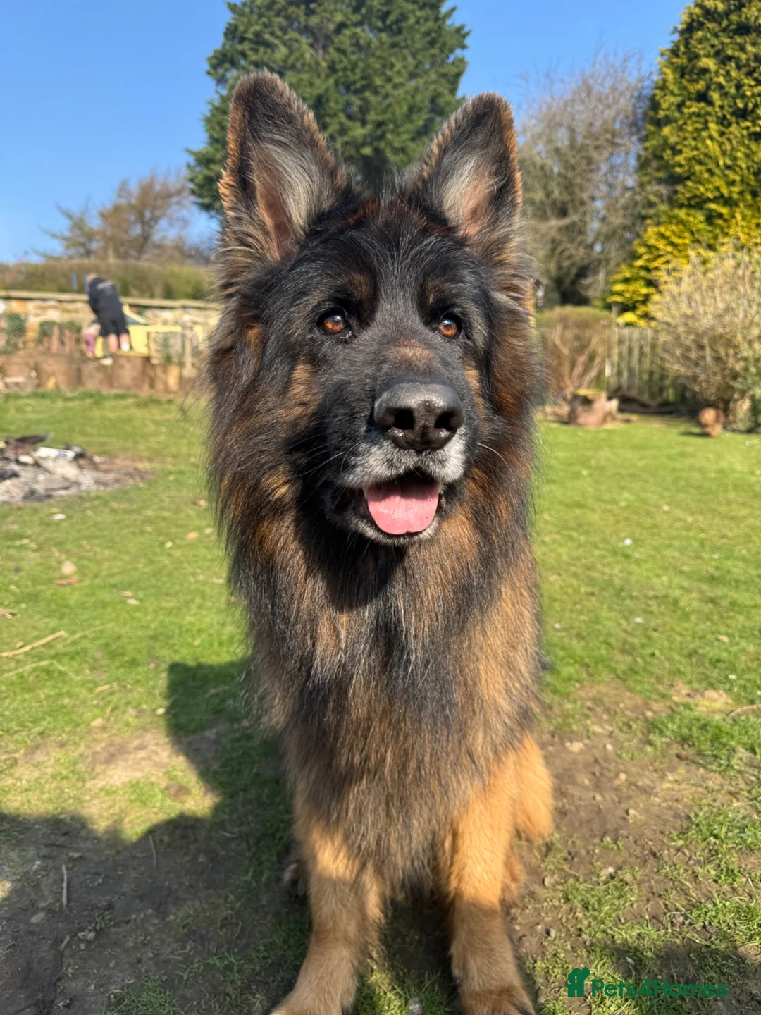 German Shepherd dogs for stud: ⭐️ Health tested, Proven, KC reg GSD ⭐️  - Advert 2
