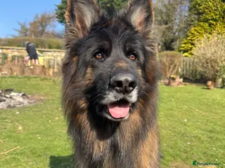 German Shepherd dogs ⭐️ Health tested, Proven, KC reg GSD ⭐️ - Advert 15