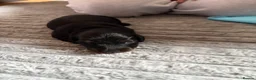 Dachshund dogs for sale: Miniature dachshund puppies  in Kelso - Advert 5
