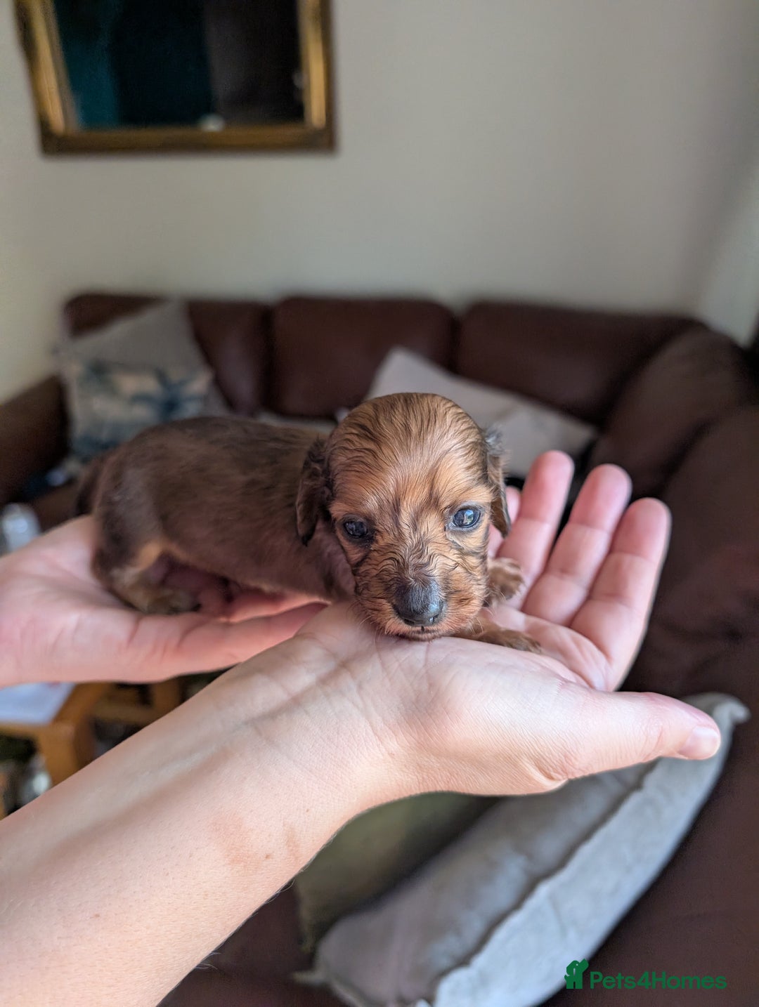 Miniature Dachshund dogs for sale: KC LONGHAIRED MINIATURE DACHSHUNDS  - Image 4