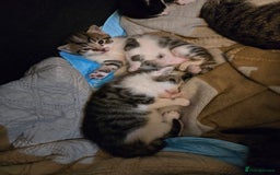 Russian Blue cats for sale: Russian blue =Main coon cross kittens  - Advert 16