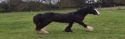 Welsh Section D horses for sale: 2 year old Elvis in Spilsby - Advert 6
