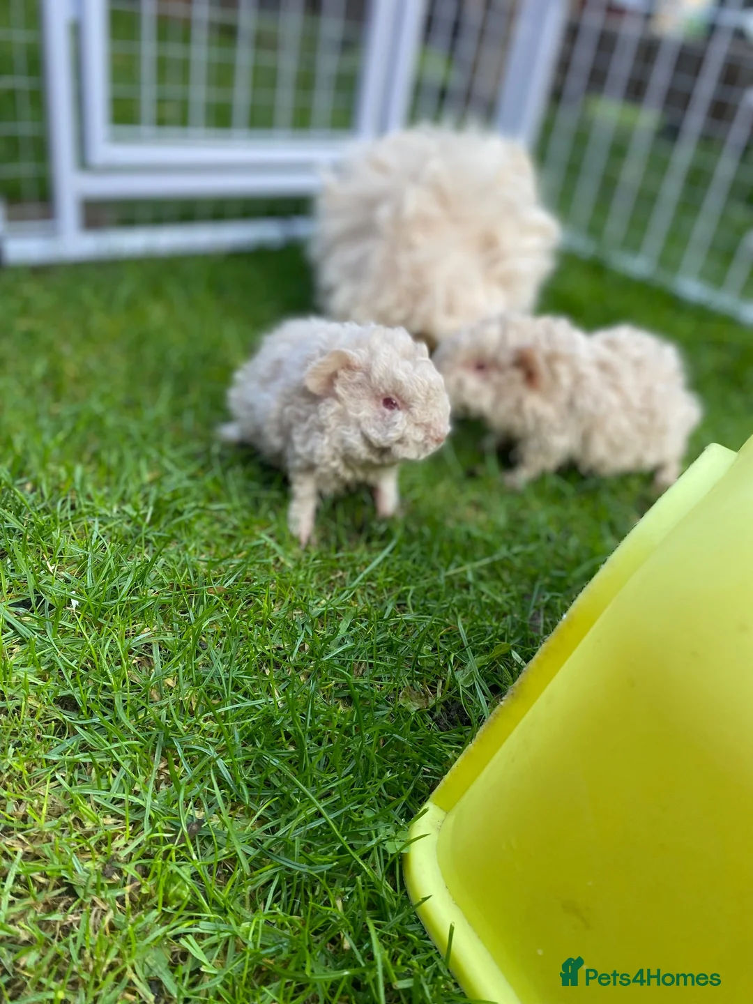 Guinea Pig rodents for sale: lunkarya female guinea pigs  in Malton - Advert 1