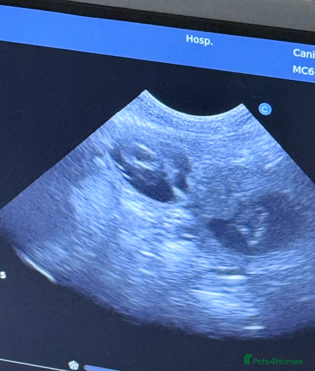 Cavapoo dogs for sale: F2 cavapoo puppies for sale - Advert 11