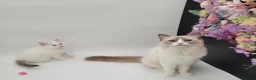 Ragdoll cats for sale: Blue bicolour tabby boy available  - Advert 21