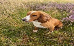 Cocker Spaniel dogs for sale: Cocker Spaniel Puppies  - Advert 11