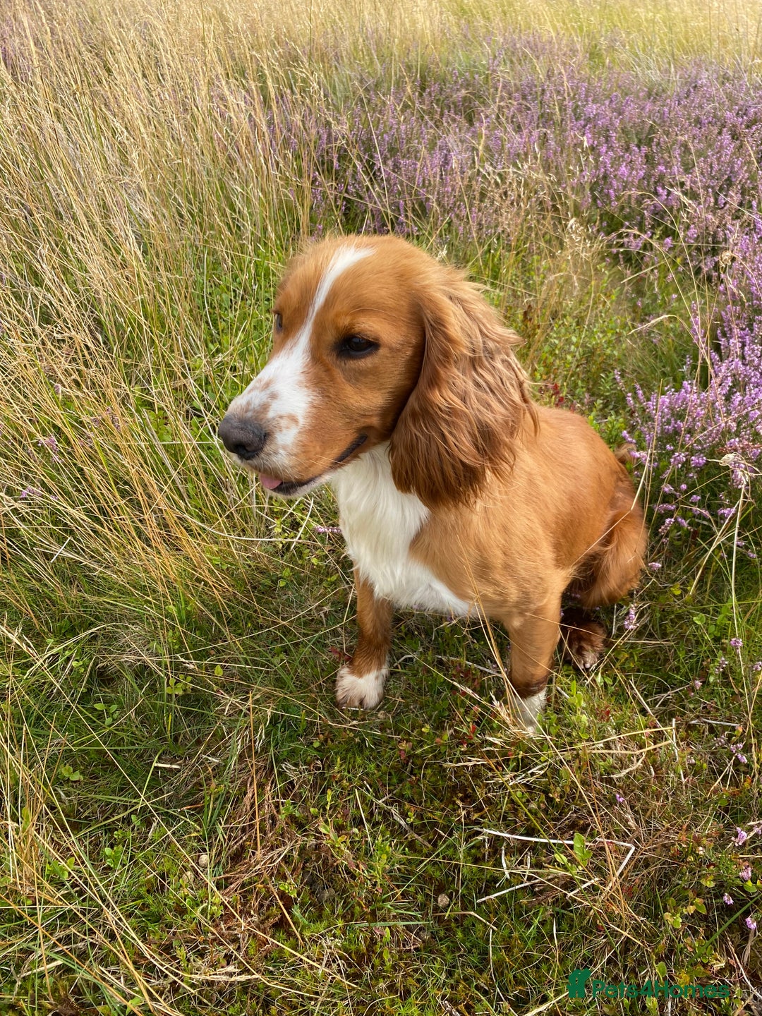 Cocker Spaniel dogs for sale: Cocker Spaniel Puppies  - Advert 11