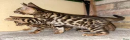 Bengal cats for sale: Top quality bengals kittens available now in Watford - Advert 25