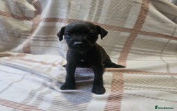 Mixed Breed dogs for sale: Patterdale/ fell terriers/ lakeland  - Image 6
