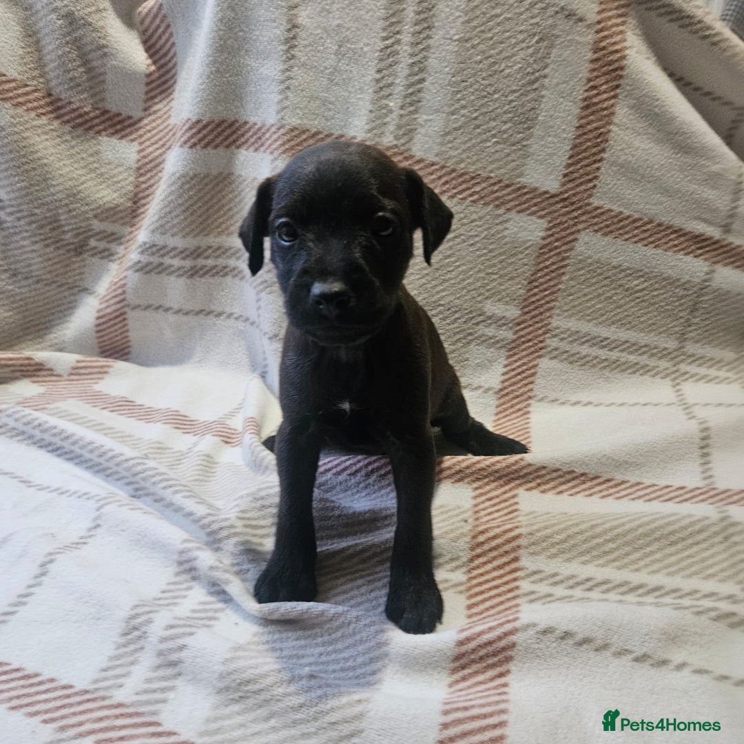 Mixed Breed dogs for sale: Patterdale/ fell terriers/ lakeland  - Image 6