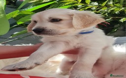 Golden Retriever dogs for sale: Stunning Golden Retriever puppies  - Image 10