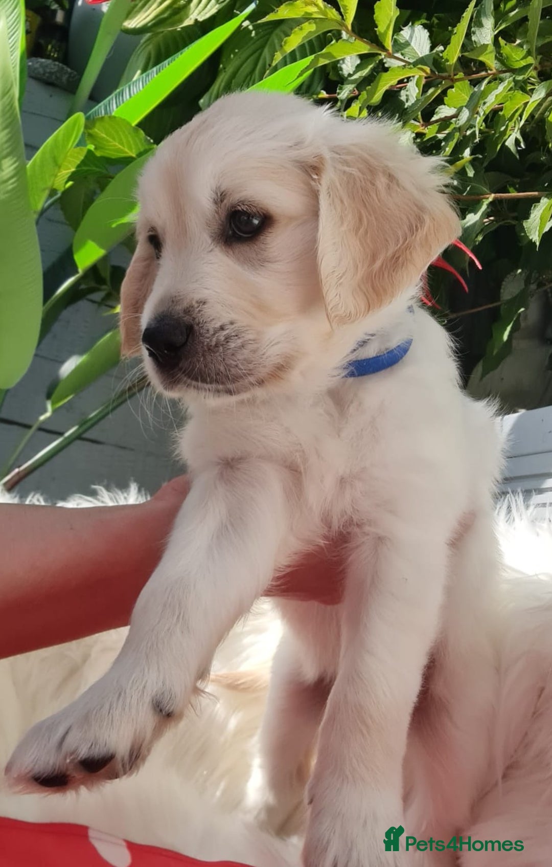 Golden Retriever dogs for sale: Stunning Golden Retriever puppies  - Image 10
