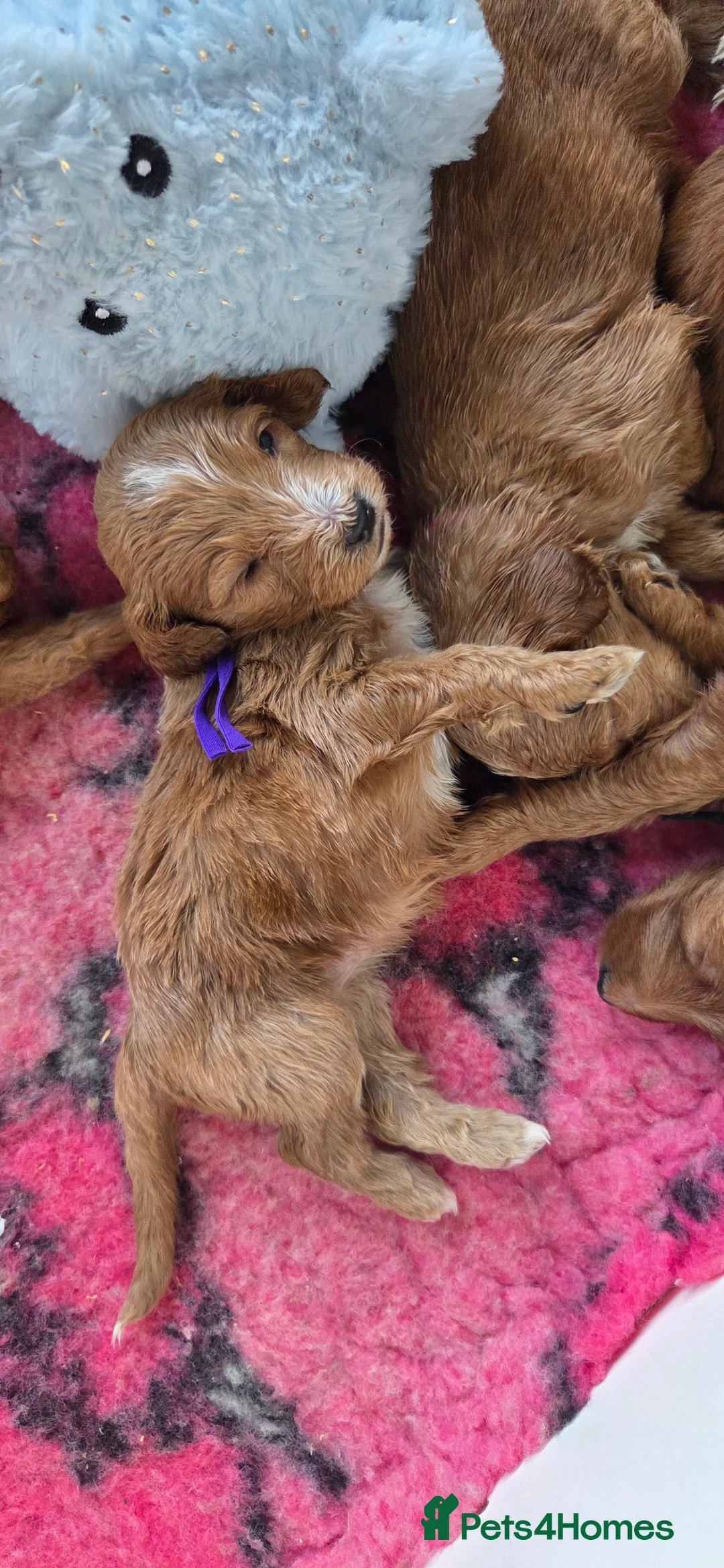 Australian Labradoodle dogs for sale: Therapy Dog Breeder - Advert 2