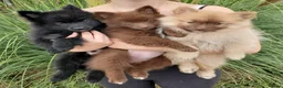 German Spitz dogs for sale: 1 German Spitz Mittel Boy left - Black - Advert 9