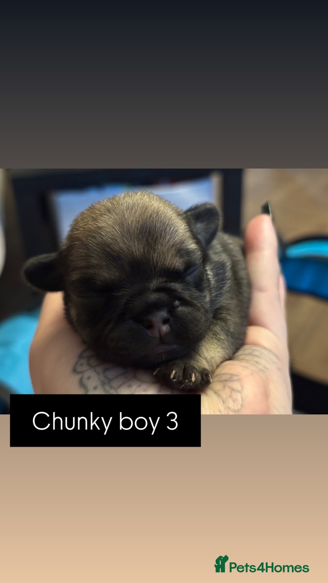 Mixed Breed dogs for sale: Puppies for sale - Advert 16