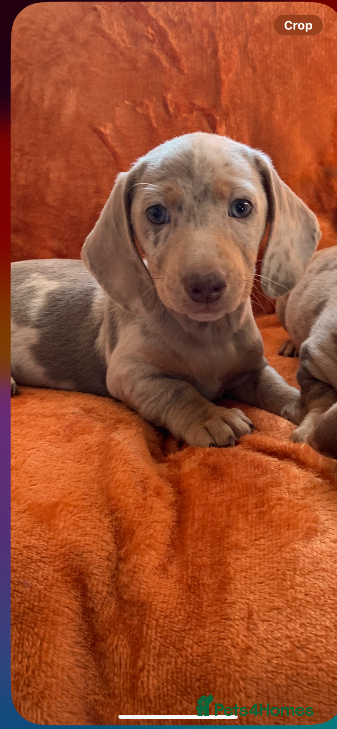 Miniature Dachshund dogs for sale: Minature daschund rainbow litter READY 19th SEPT - Image 15