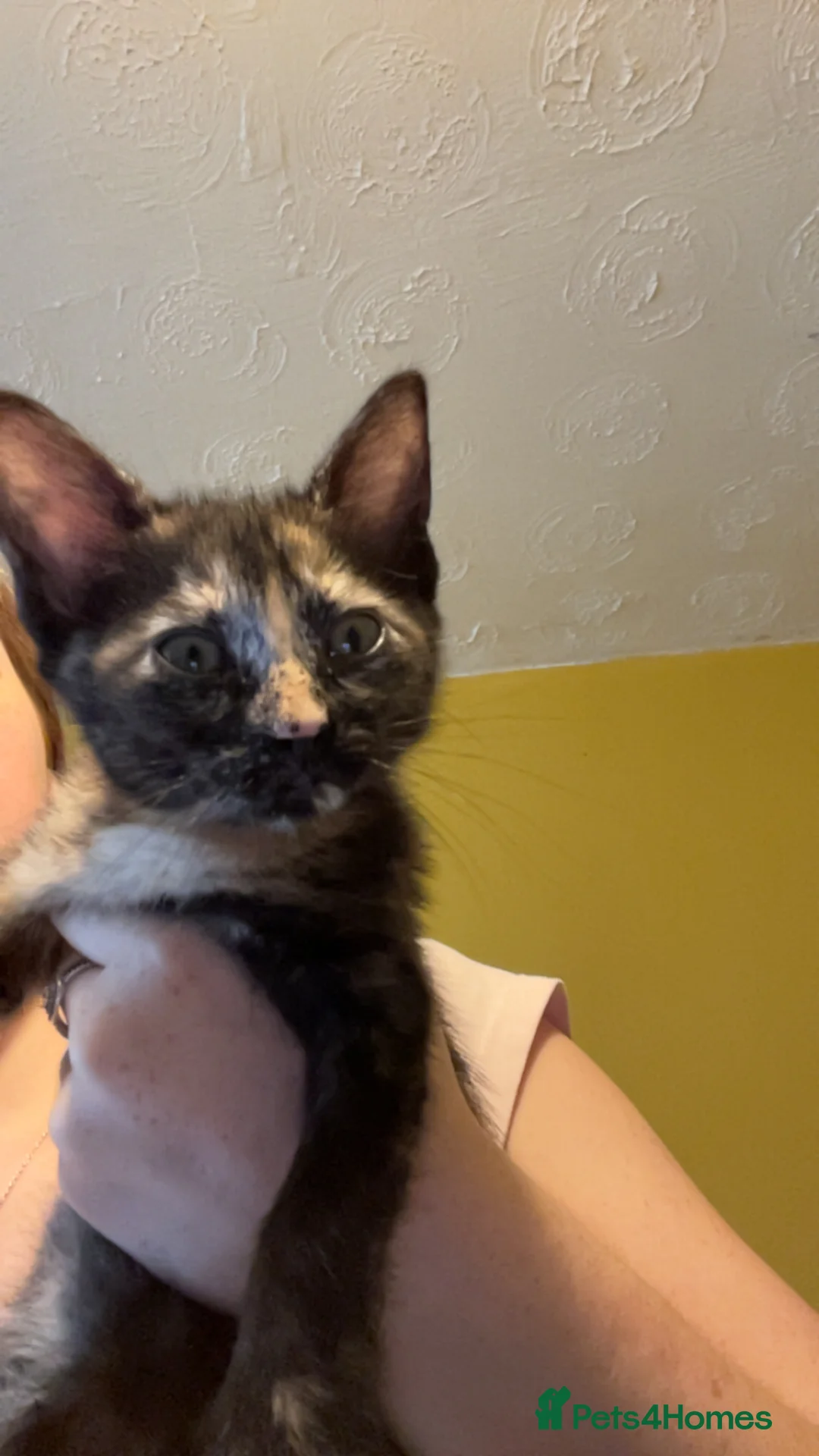 British Shorthair cats for sale: 4 9 week old kittens  - Advert 2