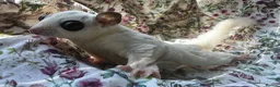 Sugar Glider rodents for sale: Platinum Mosiac and white faced female - Advert 3