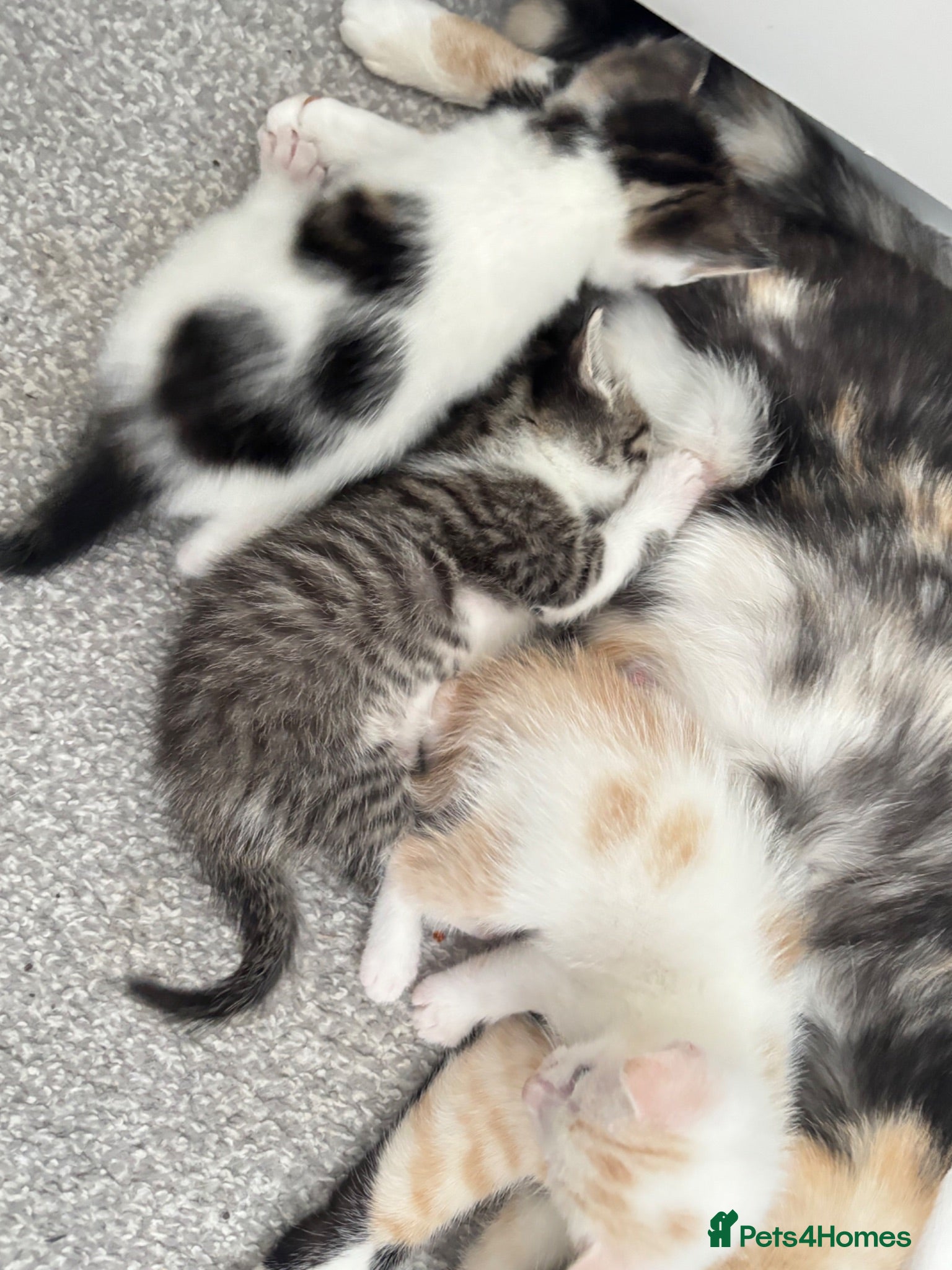 Mixed Breed cats Male kittens  - Advert 4