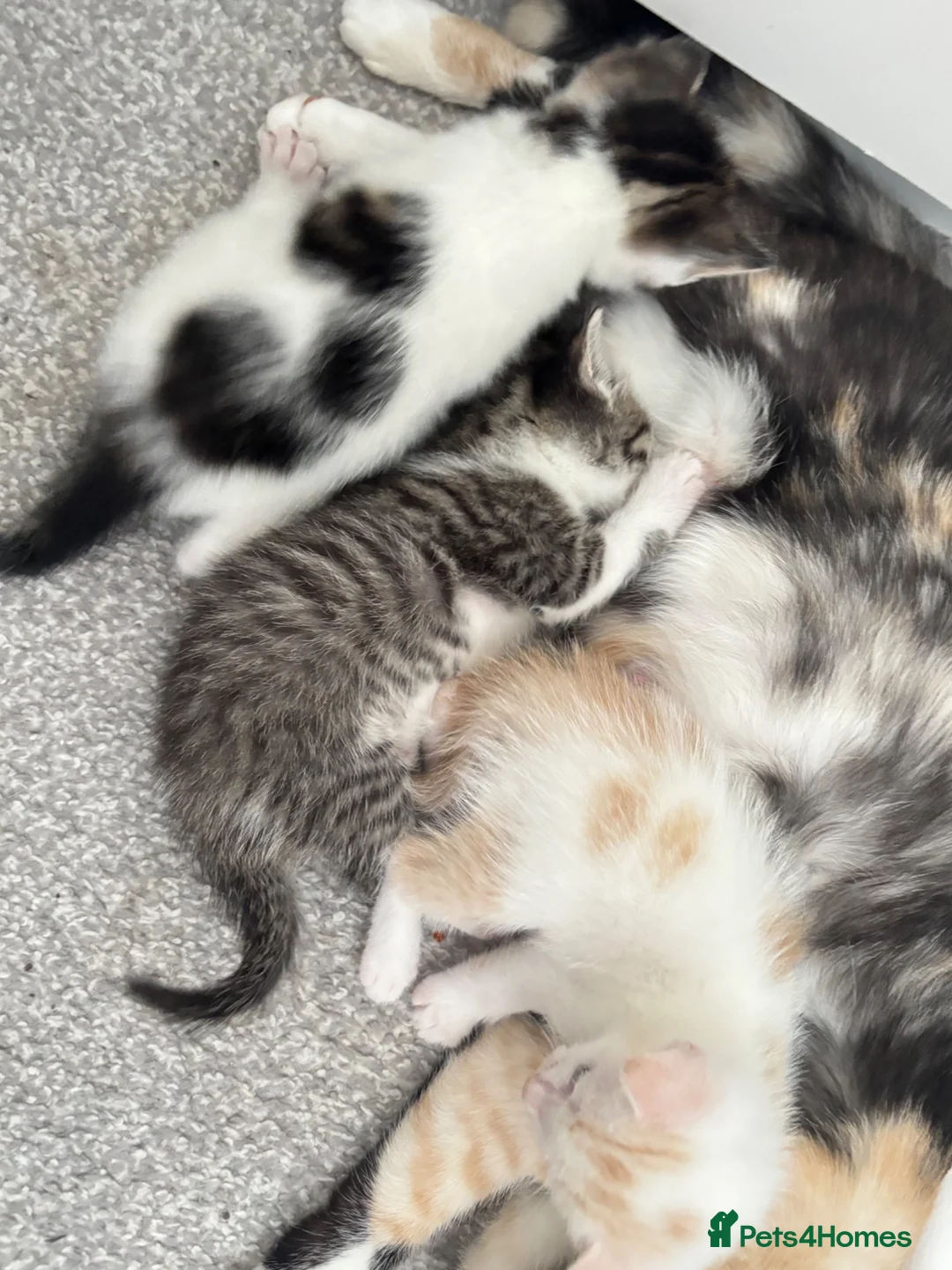 Mixed Breed cats for sale: Male kittens  - Advert 1