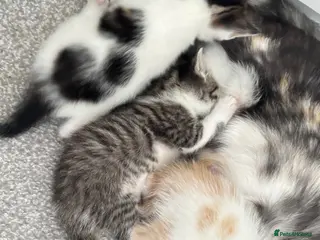 Mixed Breed cats Male kittens - Advert 5