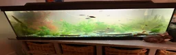 Platies fish for sale: Fish tank full set up also fish and shrimp  - Advert 1