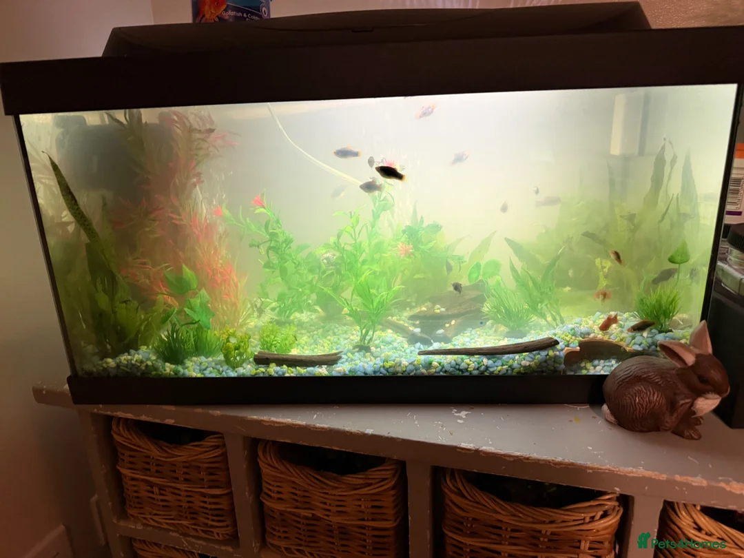 Platies fish for sale: Fish tank full set up also fish and shrimp  - Advert 1