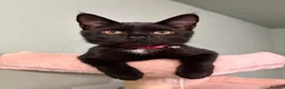Mixed Breed cats for sale: Black kitten for sale  - Advert 5