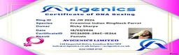 Ringnecks birds for sale: Creamino Indian RingNeck Parrot - Advert 4