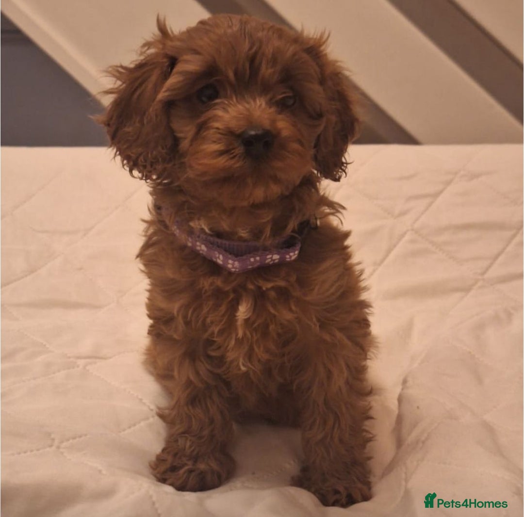 Cavapoo dogs for sale: Beautiful F1 Cavapoos - Advert 4