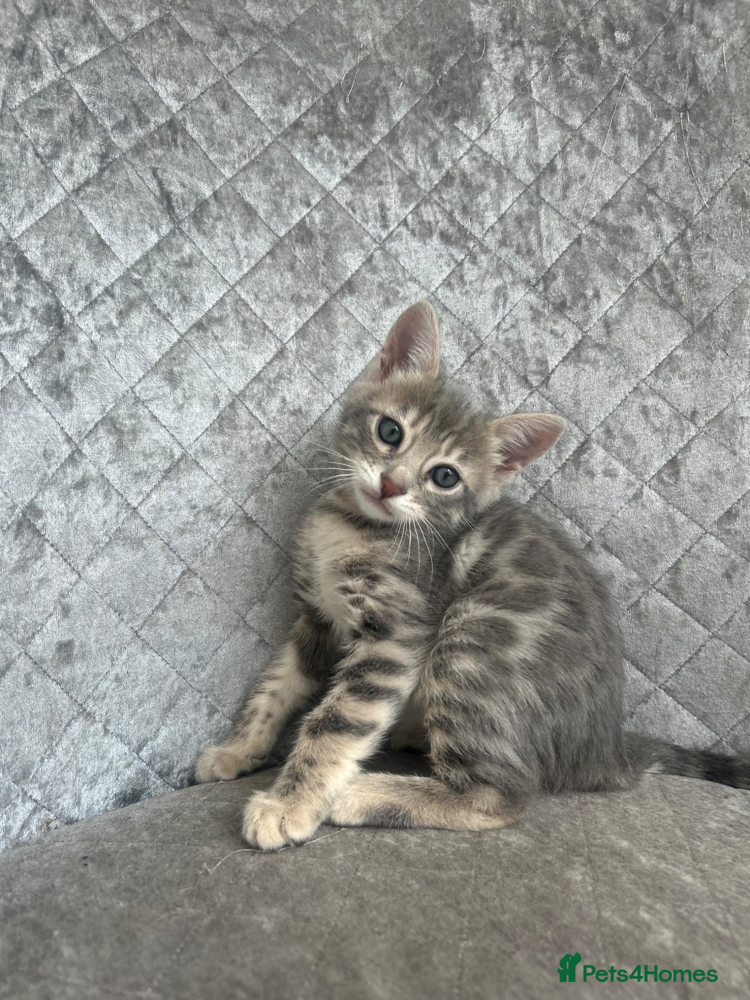 Bengal cats 💙 Beautiful Blue Bengal Female Kitten Ready Now! - Advert 1