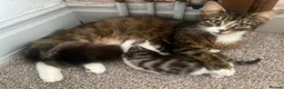Mixed Breed cats for sale: Three kittens ready now in Torquay - Advert 1
