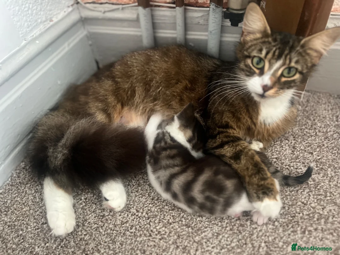Mixed Breed cats for sale: Three kittens ready now in Torquay - Advert 1