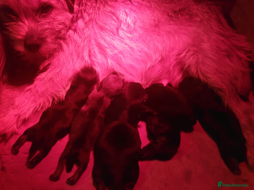 Border Terrier dogs for sale: 3 week old KC Border Terrier puppies for sale  - Advert 6