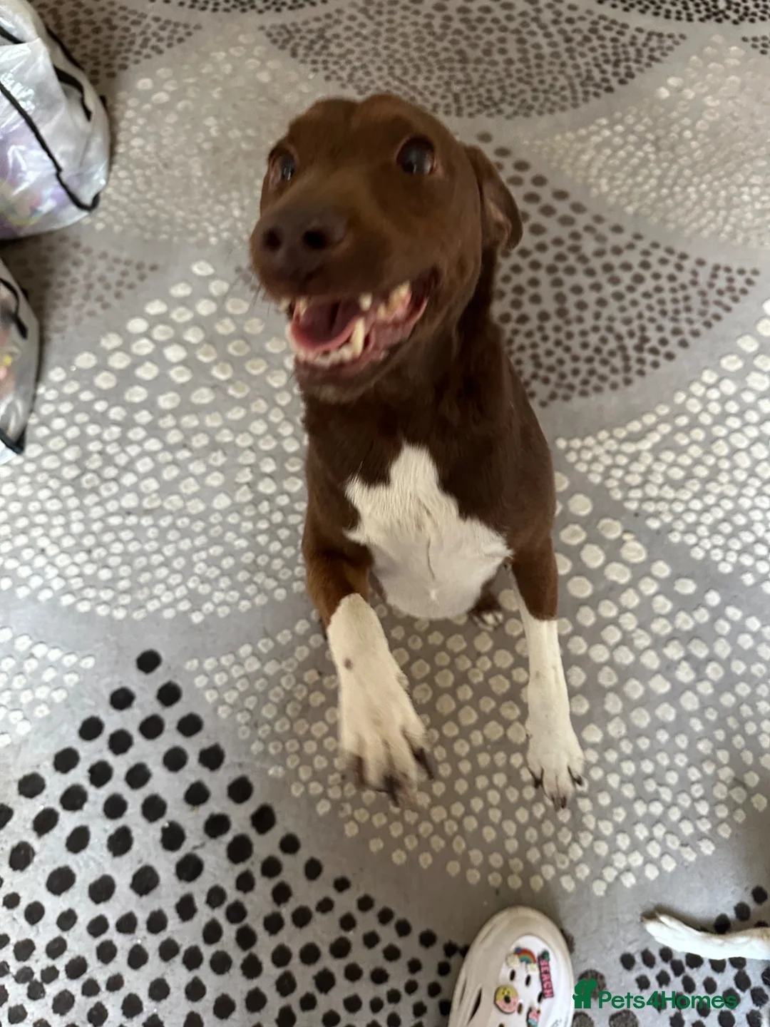 Patterdale Terrier dogs for sale: Patterdale for sale - Advert 2