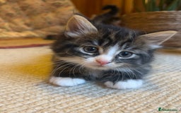 British Longhair cats for sale: Stunning friendly kittens - Image 11