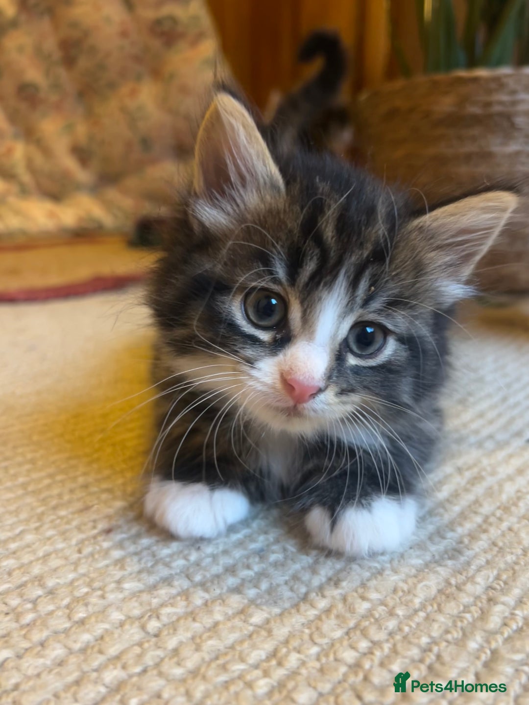 British Longhair cats for sale: Stunning friendly kittens - Image 11